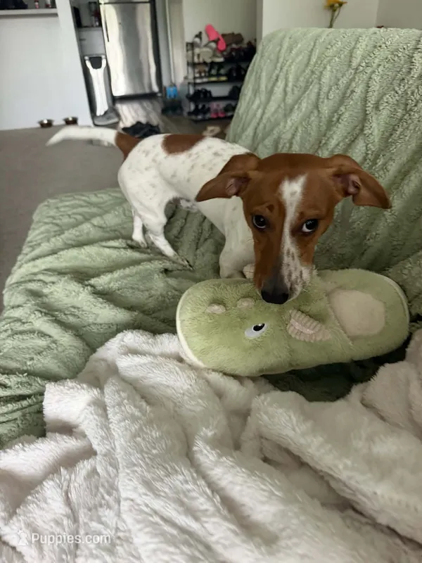 Banana – Dachshund puppy for sale in Detroit, MI