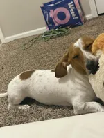 Banana, a male Dachshund for sale in Detroit, MI – 4 of 10