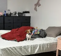 Banana, a male Dachshund for sale in Detroit, MI – 7 of 10