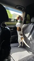 Banana, a male Dachshund for sale in Detroit, MI – 8 of 10