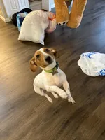 Banana, a male Dachshund for sale in Detroit, MI – 3 of 10