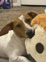 Banana, a male Dachshund for sale in Detroit, MI – 5 of 10