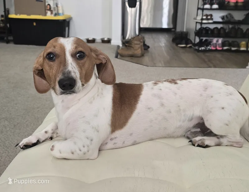Banana – Dachshund puppy for sale in Grand Rapids, MI