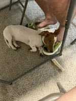 Banana, a male Dachshund for sale in Detroit, MI – 9 of 10
