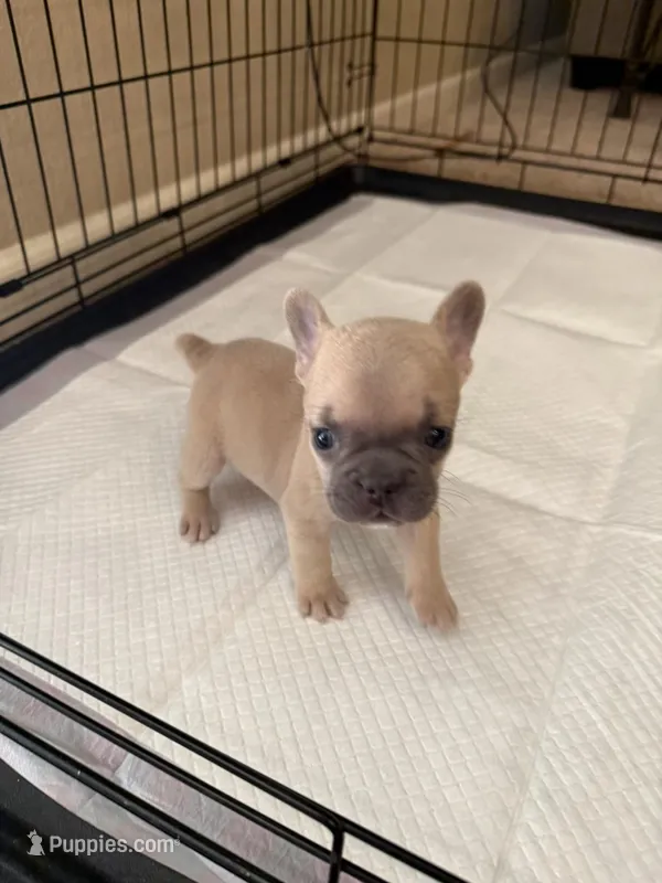 Peach  – French Bulldog puppy for sale in Fresno, CA