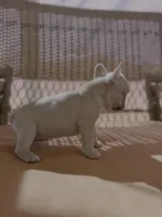 Peach , a female French Bulldog for sale in Fresno, CA – Photo 4 of 4