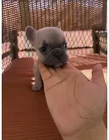 Peach , a female French Bulldog for sale in Fresno, CA – Photo 1 of 4