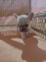 Peach , a female French Bulldog for sale in Fresno, CA – Photo 2 of 4