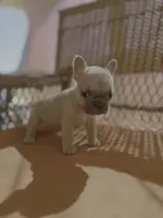 Peach , a female French Bulldog for sale in Fresno, CA – Photo 3 of 4