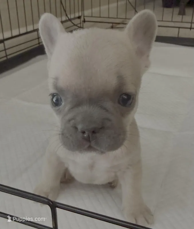 Peach  – French Bulldog puppy for sale in Fresno, CA