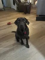 Lulu, a female Labrador Retriever for sale in New Smyrna Beach, FL – 5 of 5
