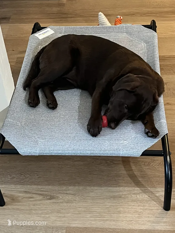 Lulu – Labrador Retriever puppy for sale in New Smyrna Beach, FL