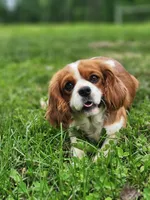 Sparky, a female Cavalier King Charles Spaniel for sale in North Rose, NY – Photo 4 of 6