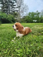 Sparky, a female Cavalier King Charles Spaniel for sale in North Rose, NY – Photo 3 of 6