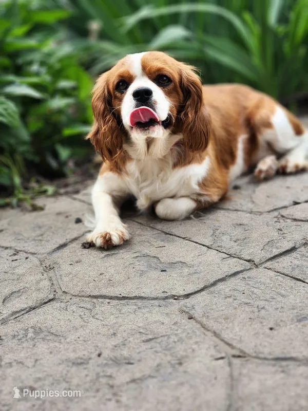 Sparky – Cavalier King Charles Spaniel puppy for sale in North Rose, NY