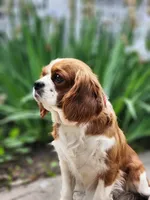 Sparky, a female Cavalier King Charles Spaniel for sale in North Rose, NY – Photo 6 of 6