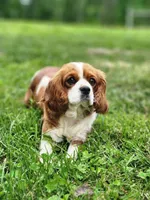 Sparky, a female Cavalier King Charles Spaniel for sale in North Rose, NY – Photo 2 of 6