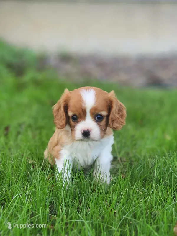 Stella  – Cavalier King Charles Spaniel puppy for sale in North Rose, NY