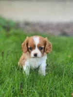 Stella , a female Cavalier King Charles Spaniel for sale in North Rose, NY – 1 of 4