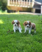 Captain, a male Cavalier King Charles Spaniel for sale in North Rose, NY – 3 of 3