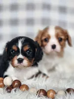 Denver, a male Cavalier King Charles Spaniel for sale in North Rose, NY – Photo 1 of 6