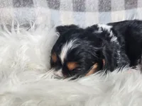 Denver, a male Cavalier King Charles Spaniel for sale in North Rose, NY – Photo 5 of 6