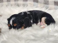 Denver, a male Cavalier King Charles Spaniel for sale in North Rose, NY – Photo 4 of 6