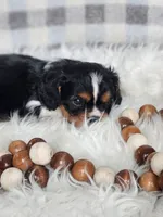 Denver, a male Cavalier King Charles Spaniel for sale in North Rose, NY – Photo 3 of 6