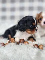 Denver, a male Cavalier King Charles Spaniel for sale in North Rose, NY – Photo 2 of 6