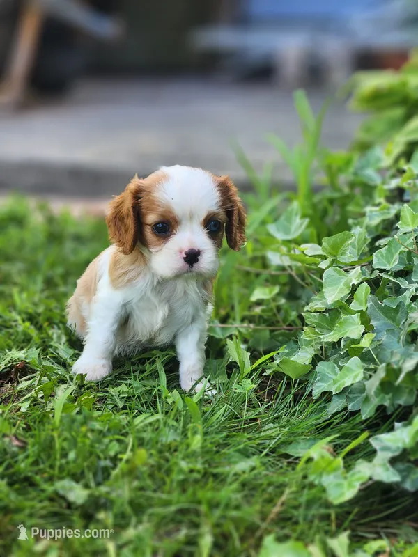 Captain – Cavalier King Charles Spaniel puppy for sale in North Rose, NY