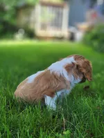Stella , a female Cavalier King Charles Spaniel for sale in North Rose, NY – 4 of 4
