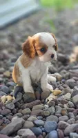 Captain, a male Cavalier King Charles Spaniel for sale in North Rose, NY – 2 of 3