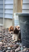 Stella , a female Cavalier King Charles Spaniel for sale in North Rose, NY – 2 of 4