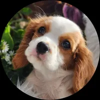 Potipher, a male Cavalier King Charles Spaniel for sale in North Rose, NY – Photo 1 of 4