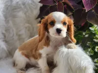 Potipher, a male Cavalier King Charles Spaniel for sale in North Rose, NY – Photo 2 of 4