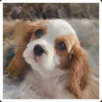 Potipher, a male Cavalier King Charles Spaniel for sale in North Rose, NY – Photo 4 of 4