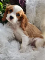 Potipher, a male Cavalier King Charles Spaniel for sale in North Rose, NY – Photo 3 of 4