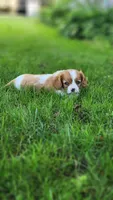 Stella , a female Cavalier King Charles Spaniel for sale in North Rose, NY – 3 of 4