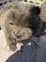 Smokey, a male Chow Chow for sale in Arlington, VA – 5 of 5