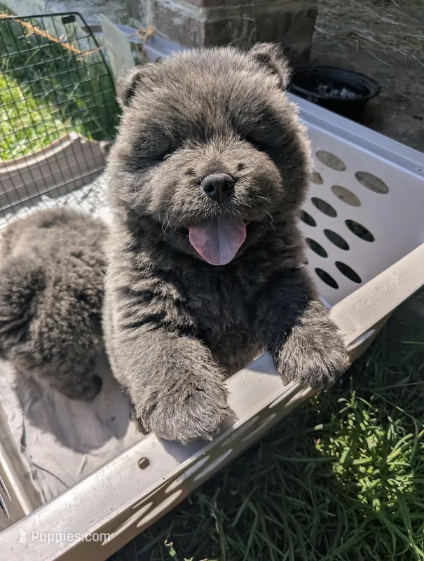 Smokey – Chow Chow puppy for sale in Arlington, VA