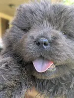 Buddy aka Buddy Guy, a male Chow Chow for sale in Arlington, VA – 7 of 8