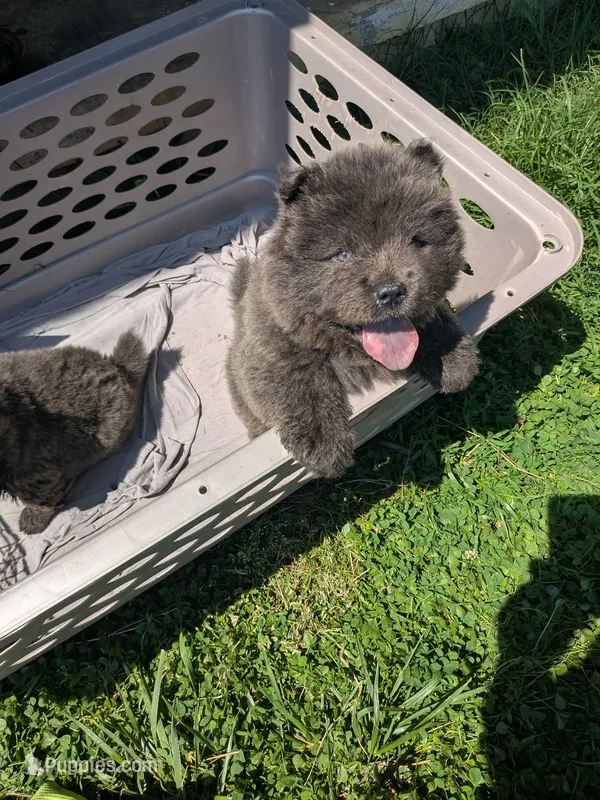 Buddy aka Buddy Guy – Chow Chow puppy for sale in Arlington, VA