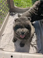 Wolfie , a male Chow Chow for sale in Arlington, VA – 2 of 7