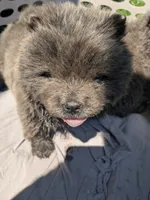 Wolfie , a male Chow Chow for sale in Arlington, VA – 6 of 7