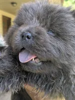 Wolfie , a male Chow Chow for sale in Arlington, VA – 1 of 7