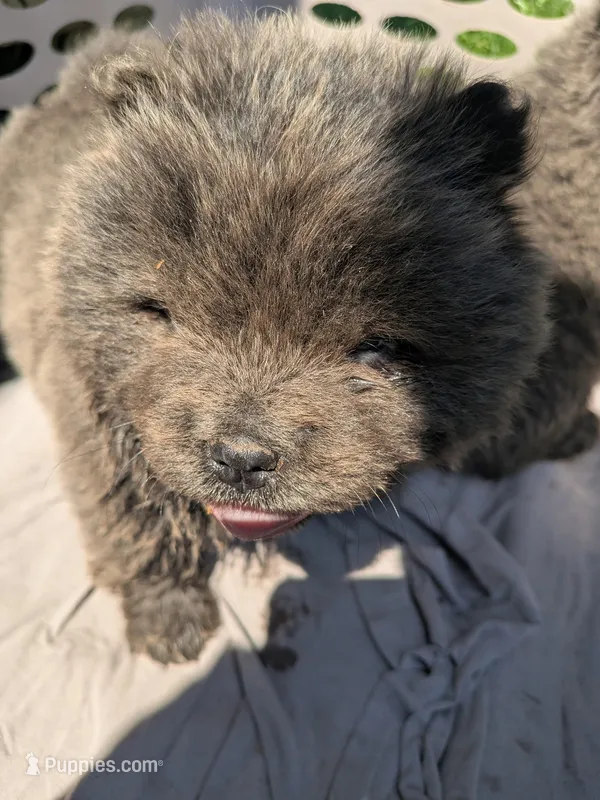 B.B. aka Blue Boy – Chow Chow puppy for sale in Arlington, VA