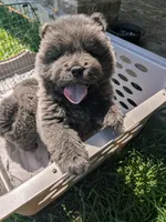 Wolfie , a male Chow Chow for sale in Arlington, VA – 5 of 7