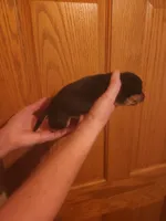 spot, a male Dachshund for sale in Castle Rock, CO – 2 of 6