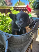 shadow, a male French Bulldog for sale in Castle Rock, CO – 4 of 4