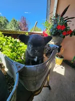 shadow, a male French Bulldog for sale in Castle Rock, CO – 2 of 4